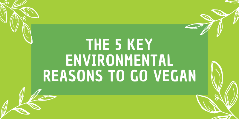The 5 Key Environmental Reasons to Go Vegan