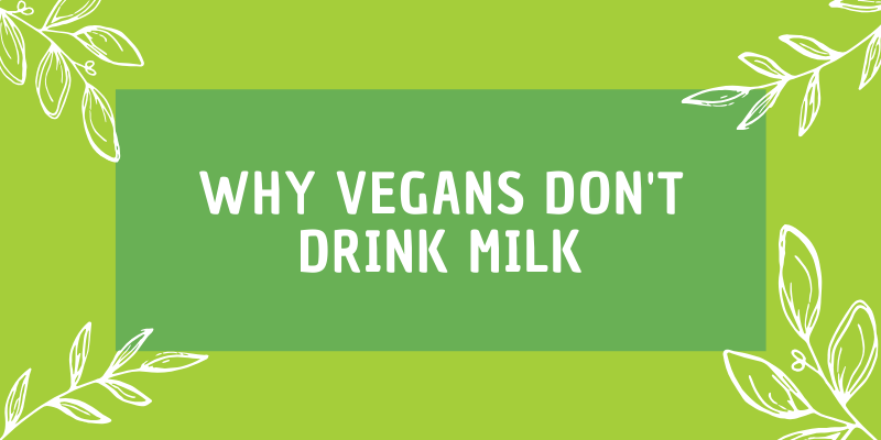 Why Vegans Don't Drink Milk